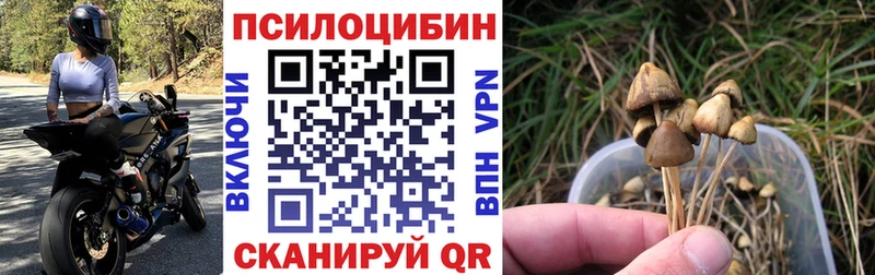 закладка Пойковский Псилоцибиновые грибы прущие грибы